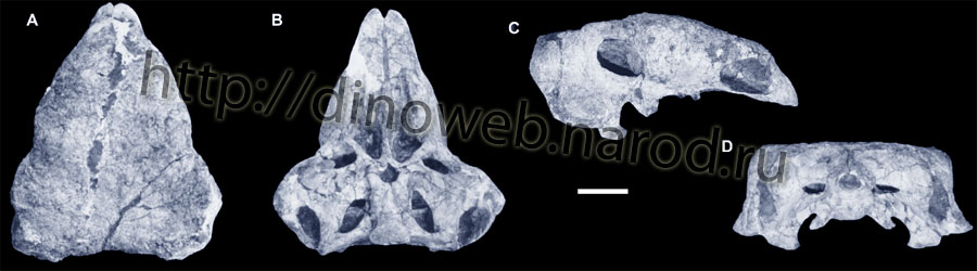 Cranium of Gobisaurus domoculu