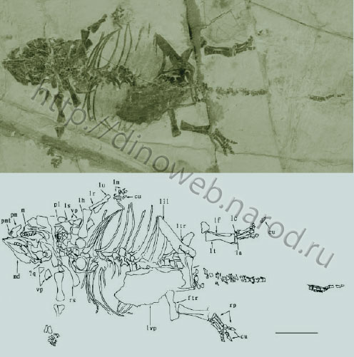 Liaoningosaurus paradoxus (IVPP V12560, holotype)