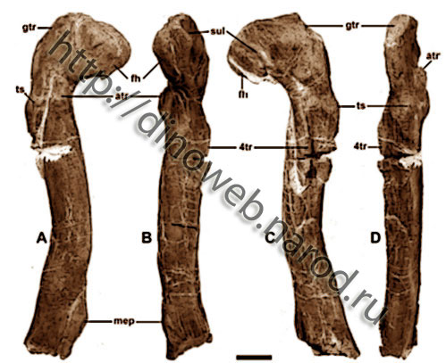 Right femur of Berberosaurus liassicus