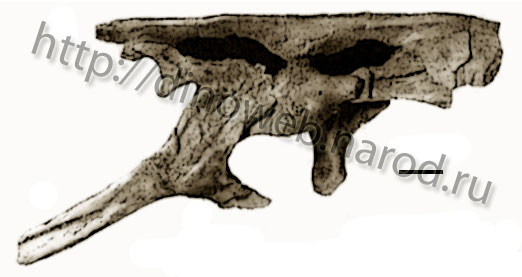 Genusaurus sisteronis, pelvis elements, lateral view
