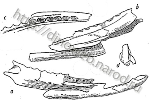 Right dentary of Majungasaurus crenatissimus, type