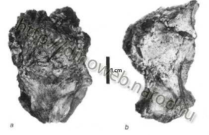 Majungatholus atopus,MNHN.MAJ 4. Partial skull