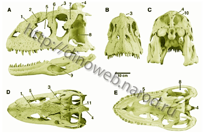 Reconstruction of the skull and lower jaws of Majungatholus atopus