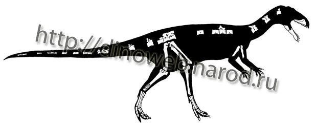 Composite skeletal reconstruction of Masiakasaurus knopfleri