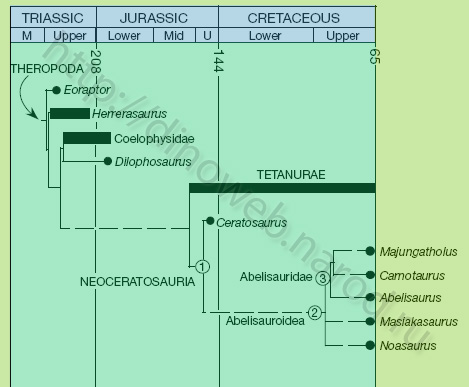 Stratigraphically calibrated cladogram of phylogenetic relationships of Abelisauroidea, including Masiakasauru