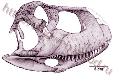Complete skull and jaws of S. bustingorryi,