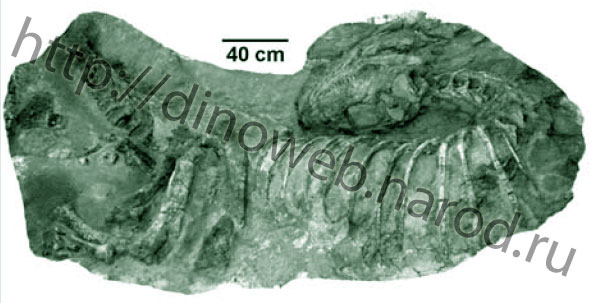 Articulated skeleton of Skorpiovenator bustingorryi, still in the plaster jacket
