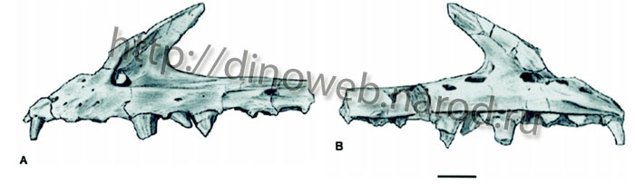 Agnosphitys cromhallensis, left maxilla, VMNH 1751, in A, lateral and B, medial views. Scale bar represents 5 mm (modified from Fraser, Padian, Walkden, & Davis , 2002).