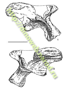 Holotype ilium of Caseosaurus crosbyensis 