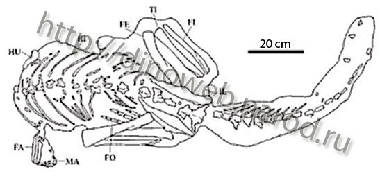 Guaibasaurus candelariensis (UFRGS PV 0725T)