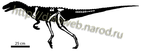 Guaibasaurus candelariensis skeleton