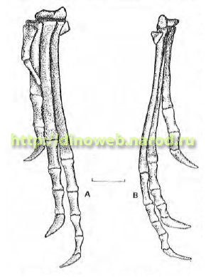 Lagerpeton chanarensis (PVL 4619). Complete left pes
