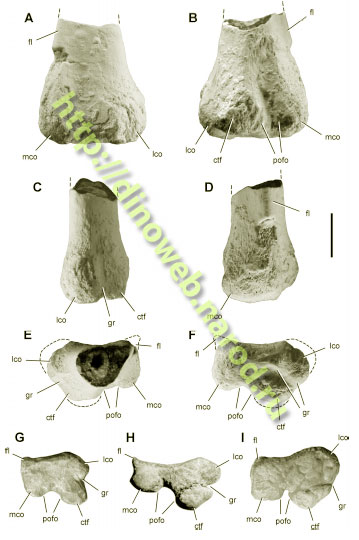 Distal end of the femur in Lagerpetidae
