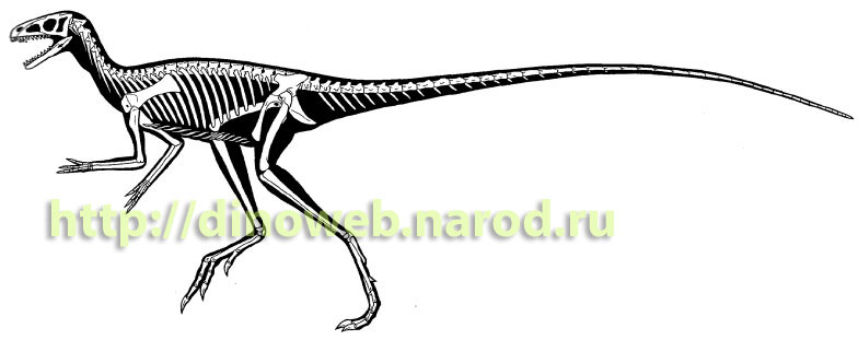 Reconstruction of Marasuchus lilloensis